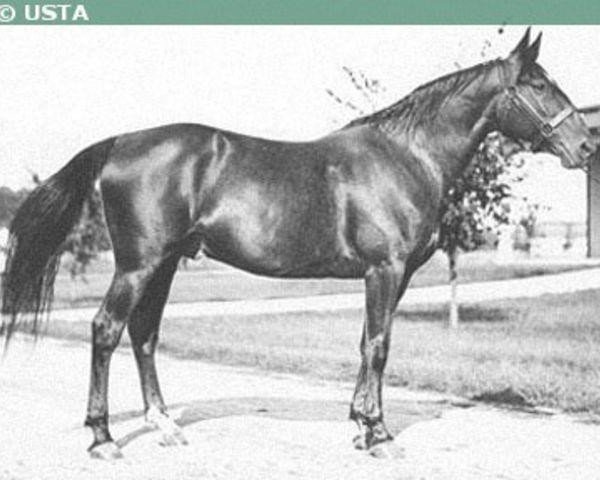 stallion Peter the Brewer 67700 (US) (American Trotter, 1918, from Peter the Great 28955 (US))