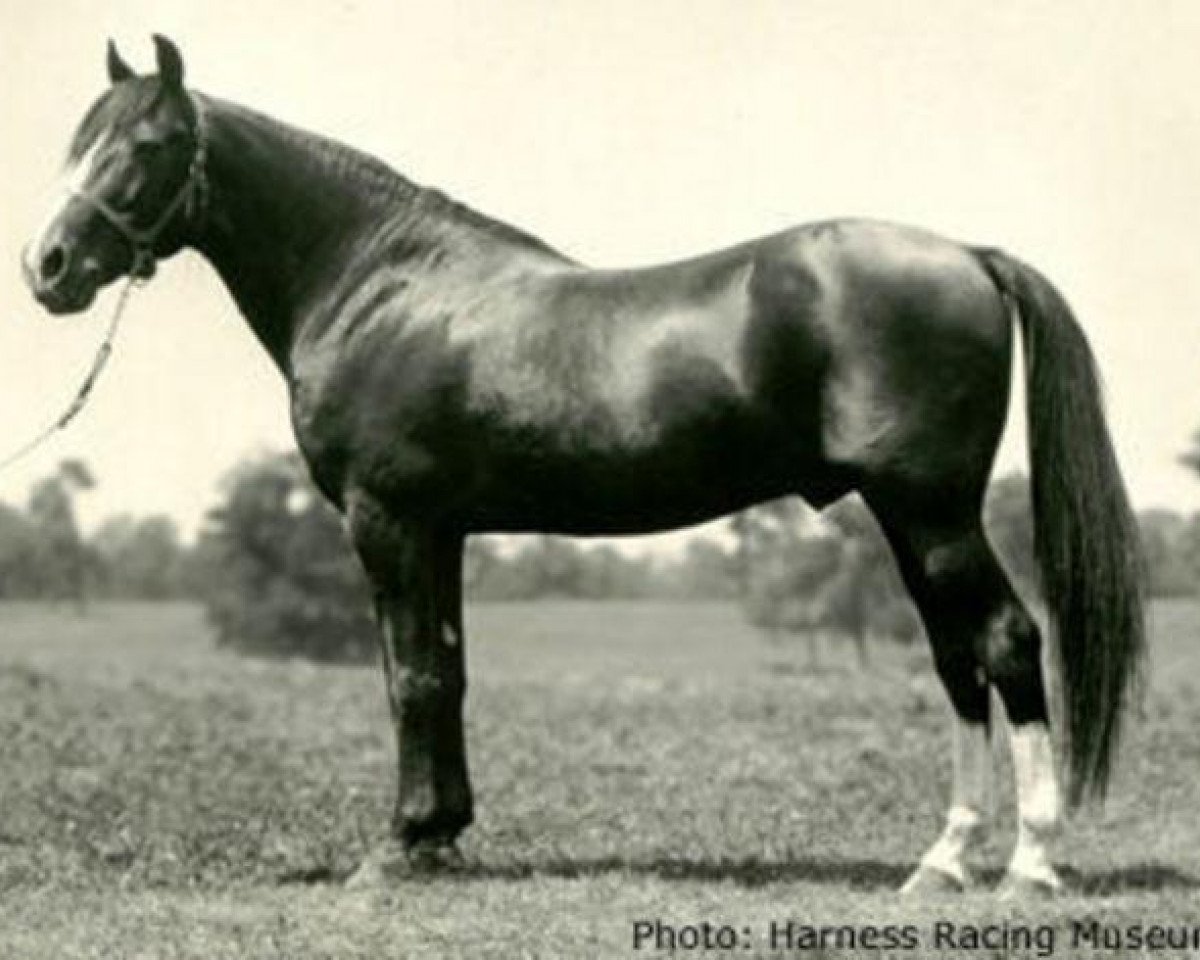 stallion San Francisco US-49173 (American Trotter, 1903, from Zombro US-28029)