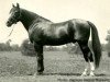 stallion San Francisco US-49173 (American Trotter, 1903, from Zombro US-28029)