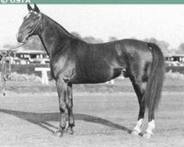 stallion Mr McElwyn US-68461 (American Trotter, 1921, from Guy Axworthy US-37501)