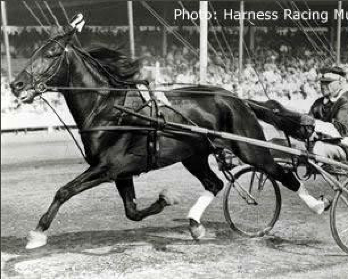 stallion Hoot Mon 76700 (US) (American Trotter, 1944, from Scotland 68146 (US))