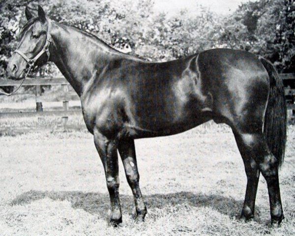 stallion Galophone 88754 (US) (American Trotter, 1952, from Bill Gallon 73350 (US))