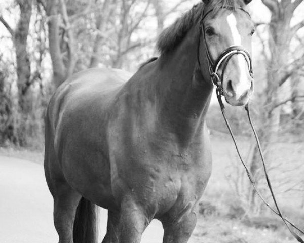 dressage horse Wikinger 68 (Hanoverian, 2006, from Wolkentanz I)