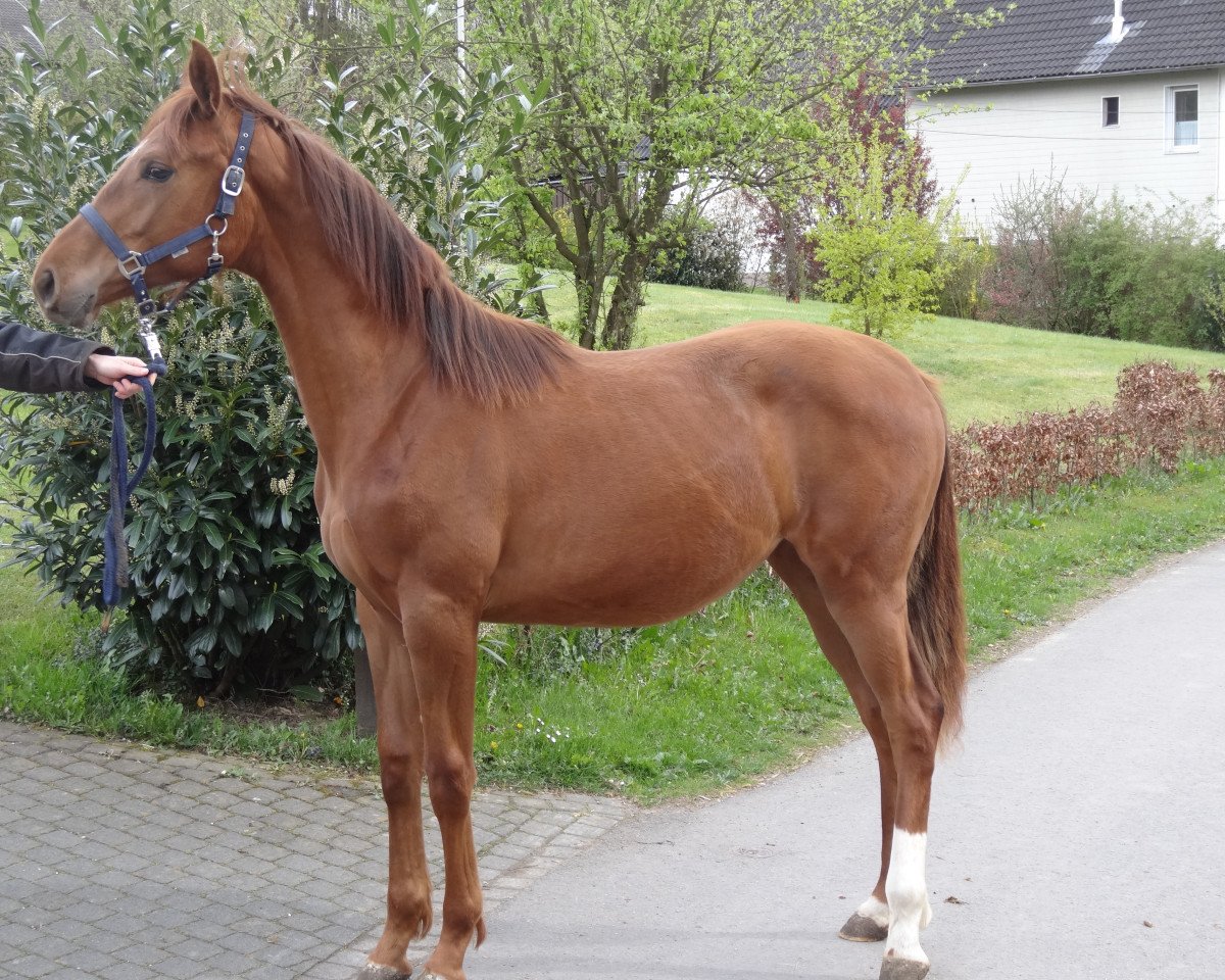 broodmare Viva La Vida (Rhinelander, 2013, from Vitalis)