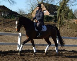 horse Fabrina Fay (Hanoverian, 2001, from Fabriano)