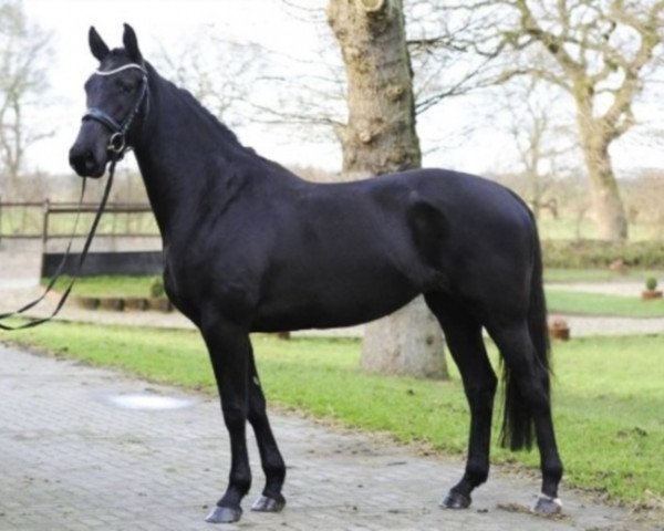 broodmare Wyona Sun 2 (KWPN (Royal Dutch Sporthorse), 2009, from Wynton)