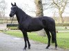 broodmare Wyona Sun 2 (KWPN (Royal Dutch Sporthorse), 2009, from Wynton)