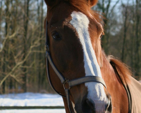 broodmare Lacuna (Oldenburg, 2002, from Landgold)