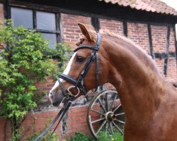 stallion Harry Potter (German Riding Pony, 1999, from Halifax)