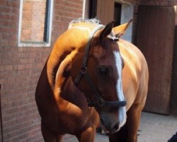 broodmare Juventus' Lady (Mecklenburg, 1997, from Juventus)