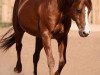 stallion Boomernic (Quarter Horse, 1989, from Reminic)