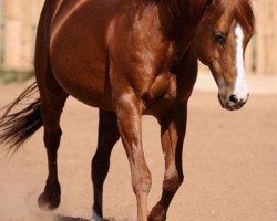 stallion Boomernic (Quarter Horse, 1989, from Reminic)