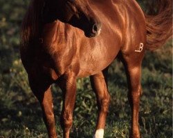 Deckhengst Great Red Whiz (Quarter Horse, 2000, von Great Red Pine)