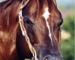 Deckhengst Roosters Spurs (Quarter Horse, 1999, von Gallo Del Cielo)