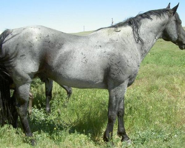 stallion Hancocks Blue Zeb (Quarter Horse, 1995, from Hancocks Blue Boy)