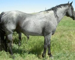 stallion Hancocks Blue Zeb (Quarter Horse, 1995, from Hancocks Blue Boy)