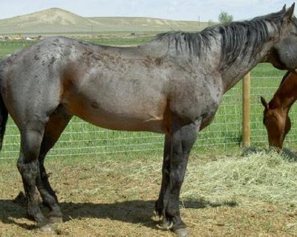 stallion Derek Hancock (Quarter Horse, 1992, from Hancocks Blue Boy)