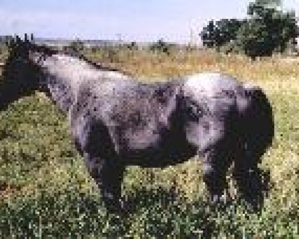 Deckhengst Hancocks Blue Boy (Quarter Horse, 1986, von Mr Roan Hancock)