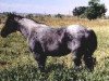 stallion Hancocks Blue Boy (Quarter Horse, 1986, from Mr Roan Hancock)