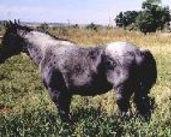 stallion Hancocks Blue Boy (Quarter Horse, 1986, from Mr Roan Hancock)