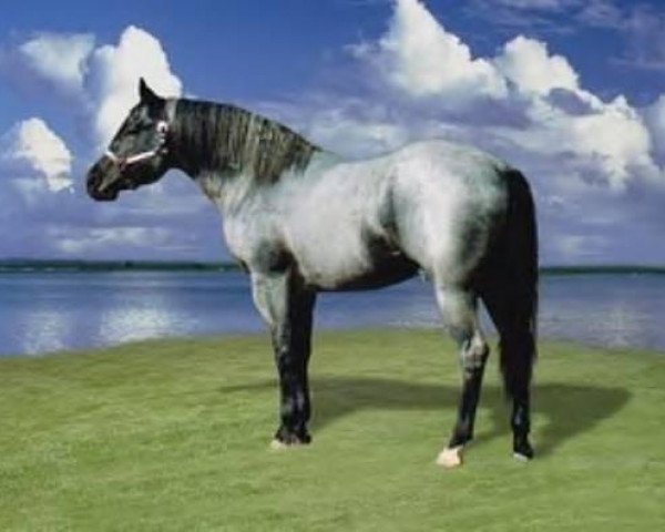 stallion Lazy M Salty Blue (Quarter Horse, 1993, from Hancocks Blue Boy)