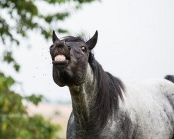 stallion Joe Cougar Hancock (Quarter Horse, 2011, from Lazy M Salty Blue)