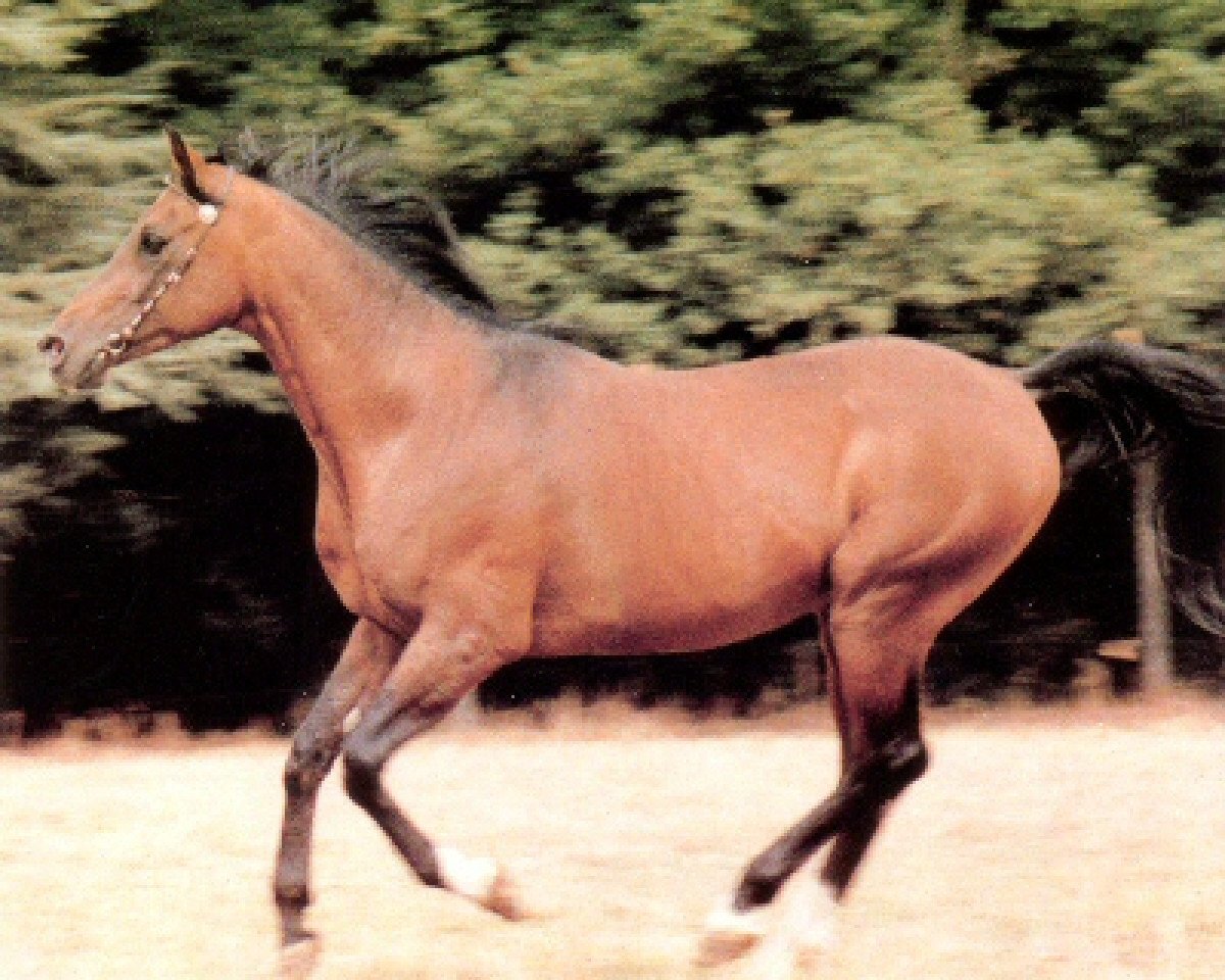 stallion Baroud III 1969 ox (Arabian purebred, 1969, from In Chaallah ox)