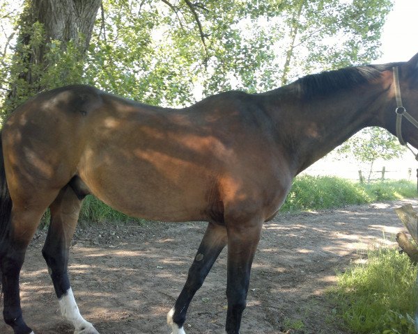 horse Remus (Hanoverian, 1997, from Ritual)