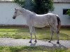 broodmare Vivien 1999 ox (Arabian thoroughbred, 1999, from Abitibi 1988 ox)