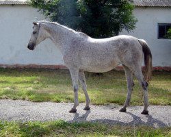 broodmare Vivien 1999 ox (Arabian thoroughbred, 1999, from Abitibi 1988 ox)