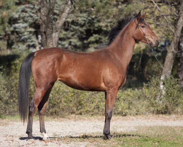 horse Venilia 2008 ox (Arabian thoroughbred, 2008, from Newmarket 2004 ox)