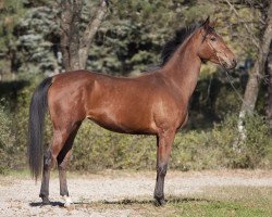 horse Venilia 2008 ox (Arabian thoroughbred, 2008, from Newmarket 2004 ox)