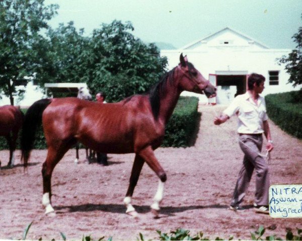 Zuchtstute Nitra 1976 ox (Vollblutaraber, 1976, von Aswan 1958 EAO)