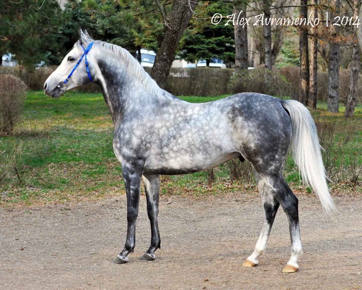 stallion Nash 2007 ox (Arabian purebred, 2007, from Amer 1984 ox)