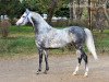 stallion Nash 2007 ox (Arabian thoroughbred, 2007, from Amer 1984 ox)