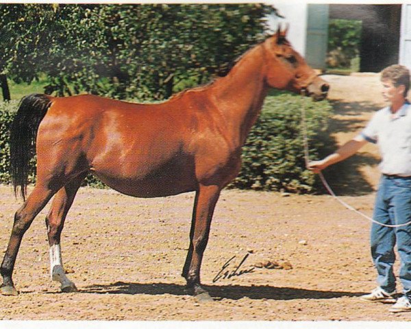 Zuchtstute Kromka 1978 ox (Vollblutaraber, 1978, von Aswan 1958 EAO)