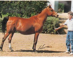 broodmare Kromka 1978 ox (Arabian thoroughbred, 1978, from Aswan 1958 EAO)