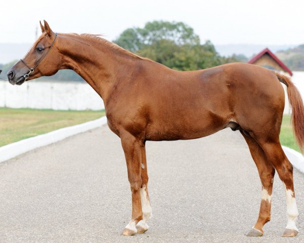 stallion Gusliar (Arabian thoroughbred, 2000, from Sarkazm 1979 ox)