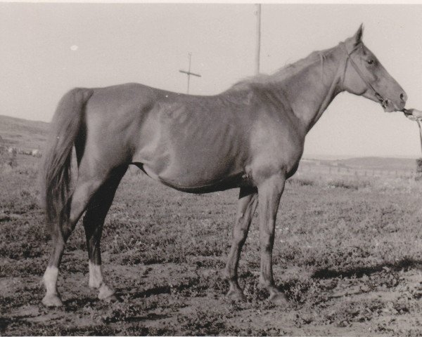 Zuchtstute Kopna 1948 ox (Vollblutaraber, 1949, von Korej 1939 ox)