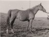 broodmare Kopna 1948 ox (Arabian thoroughbred, 1949, from Korej 1939 ox)