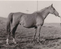 Zuchtstute Kopna 1948 ox (Vollblutaraber, 1949, von Korej 1939 ox)