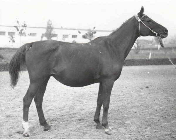 broodmare Karmen 1956 ox (Arabian thoroughbred, 1956, from Negatiw 1945 ox)