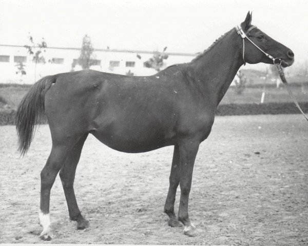 Zuchtstute Karmen 1956 ox (Vollblutaraber, 1956, von Negatiw 1945 ox)