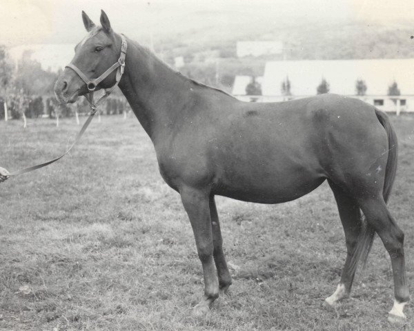 broodmare Karmensita 1969 ox (Arabian thoroughbred, 1969, from Mak 1956 ox)