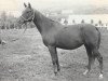 broodmare Karmensita 1969 ox (Arabian thoroughbred, 1969, from Mak 1956 ox)