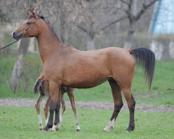 broodmare Valentnost 2007 ox (Arabian thoroughbred, 2007, from Nitagor 2001 ox)