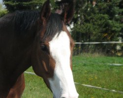 Pferd Google (Bayer,  , von Gambrinus)