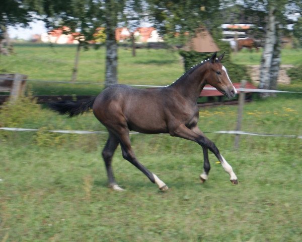 Zuchtstute Indira (Bayer, 2011, von Colestus)