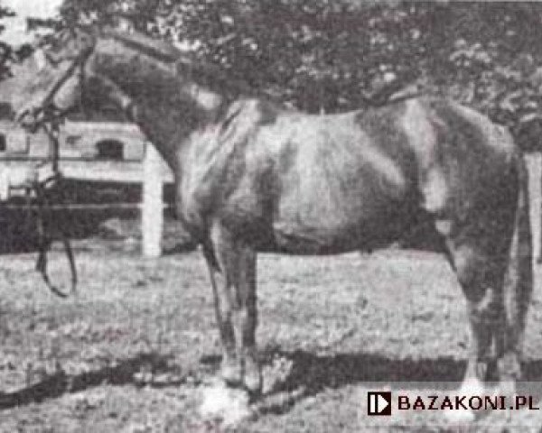 stallion Hidalgo 1147 (Trakehner, 1941, from Hofmarschall)