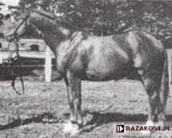 Deckhengst Hidalgo 1147 (Trakehner, 1941, von Hofmarschall)